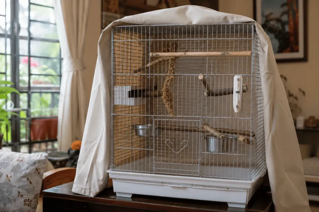 A clean, well-set-up bird cage with perches, food and water bowls, cuttlebone and millet spray