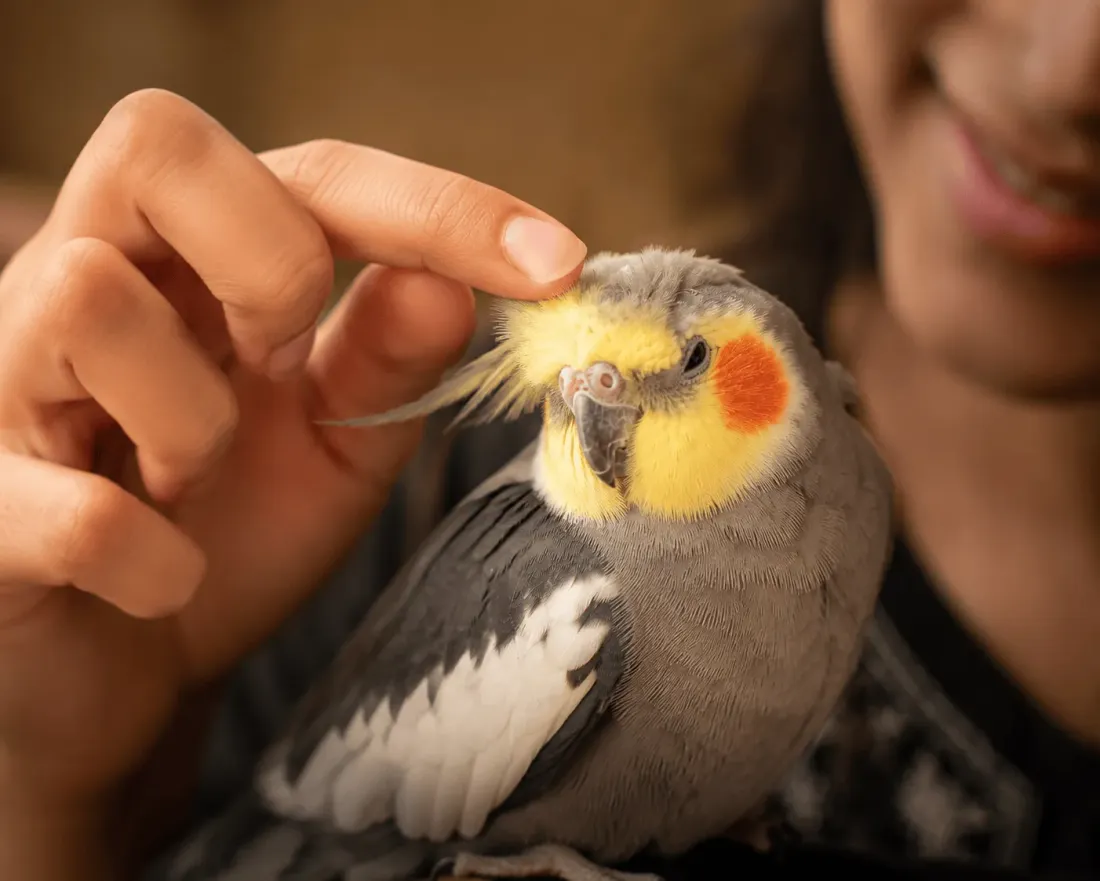 A relaxed cockatiel enjoying a gentle head scratch with eyes half-closed in contentment
