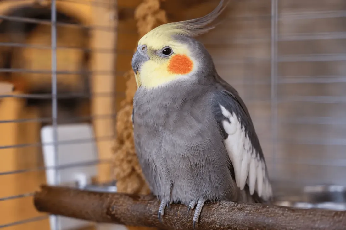 A calm cockatiel resting comfortably inside its cage on day one