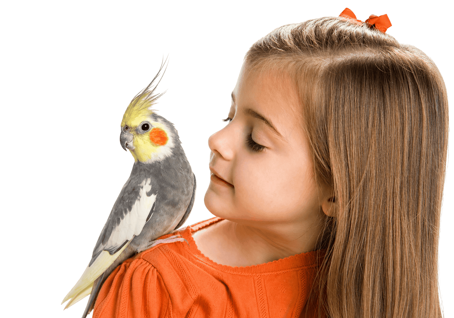 Hand-raised tamed cockatiel sitting on a happy child's shoulder