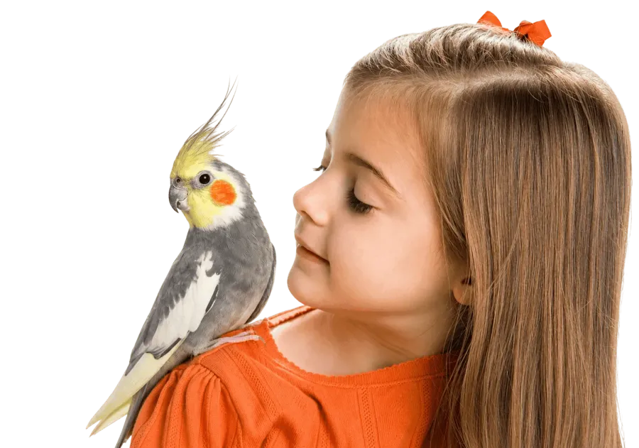 Hand-raised tamed cockatiel sitting on a happy child's shoulder