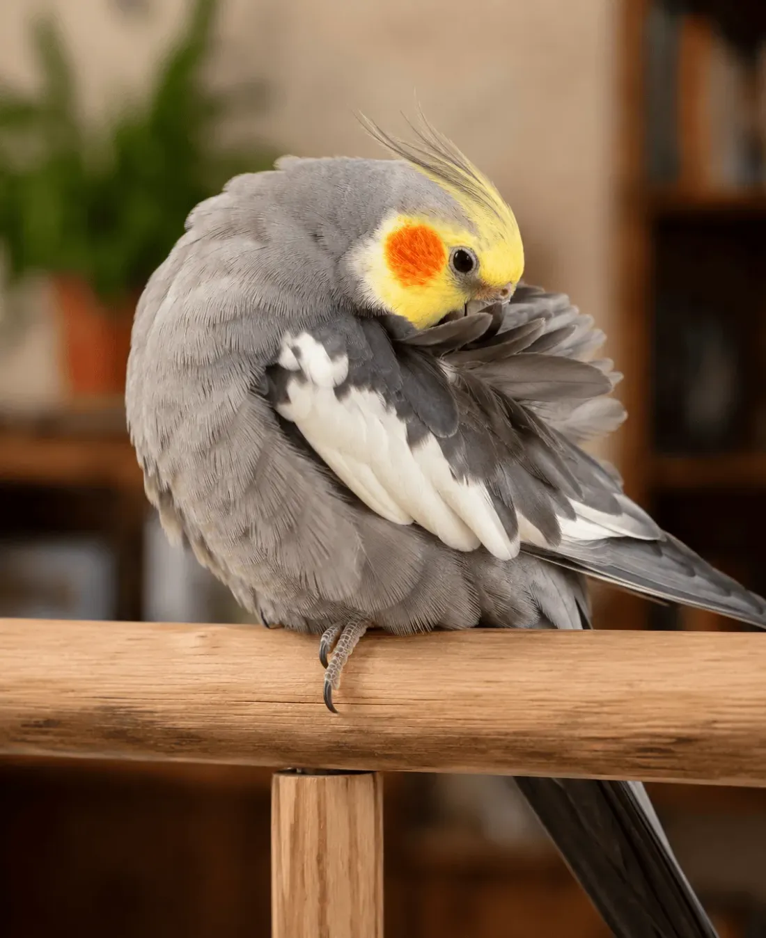 A content cockatiel preening its feathers while perched on one foot, relaxed and calm